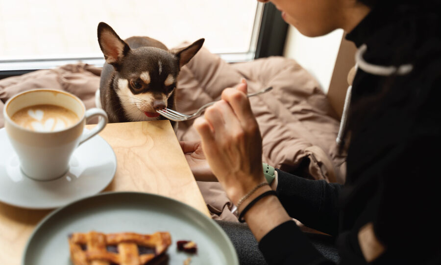 Best Pet-Cafe-Singapore